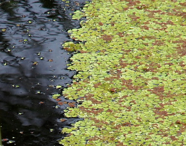 [In the right side of the image completely covering the water are a series of small green circles interspersed with some brown flotsum. There is a clear demarcation between where the duckweed is growing and the clear water.]